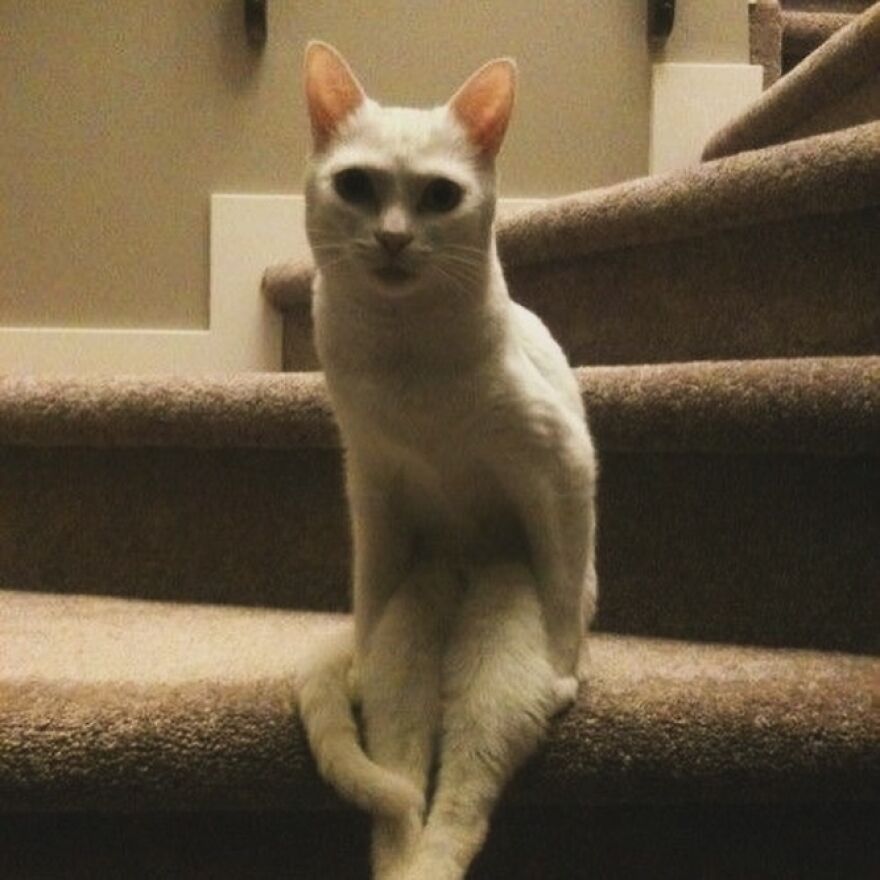 Silly cat sitting on stairs with crossed legs, perfect for meme-loving cat enthusiasts.