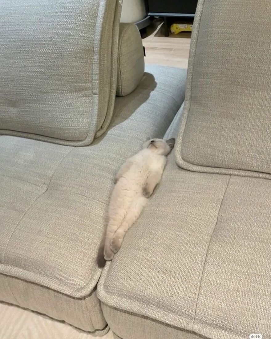 Cute cat lying belly-down between sofa cushions, embodying meme heaven for cat lovers.