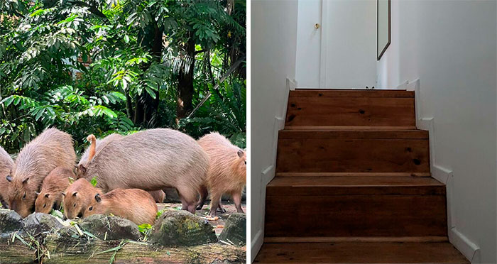 ‘There Is No Cat In This Image’: This X Account Collects Pictures Of Very Well-Hidden Cats (30 New Pics)