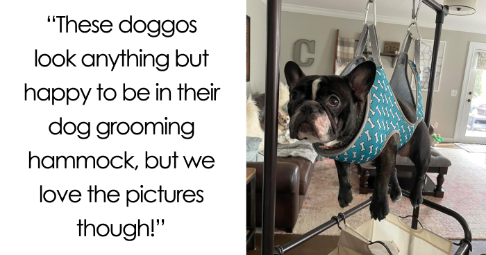 21 Insanely Cute Pets Reviewing Products On Amazon For Your Entertainment