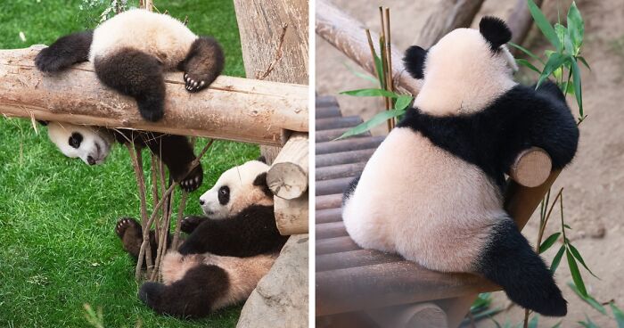 Adorable Panda Twins Are Melting Hearts Online And People Can’t Get Enough