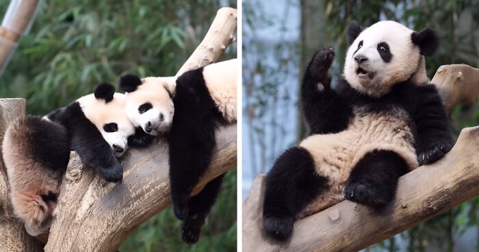 Adorable Panda Twins Are Melting Hearts Online And People Can’t Get Enough