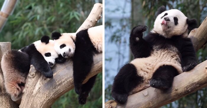 Meet Baby Pandas Hui Bao And Rui Bao, Who Love Cuddling And Snuggling