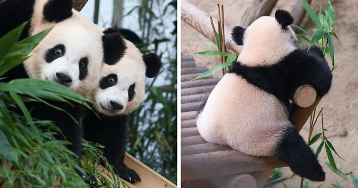 Meet Baby Pandas Hui Bao And Rui Bao - The Cutest Clumsy Twins Ever