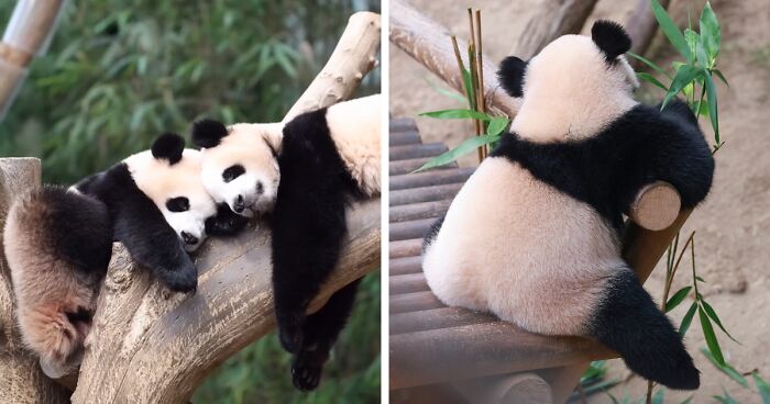 Snuggling Baby Twin Pandas Named ‘Treasures’ Putting Smiles On People’s Faces All Over The World