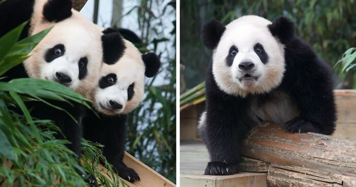 Adorably Cute Panda Twins Hui Bao And Rui Bao Are Melting Hearts All Over The Internet