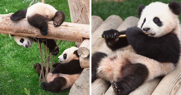 Adorable Panda Twins Are Melting Hearts Online And People Can’t Get Enough