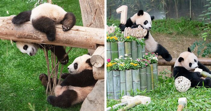 Adorable Panda Twins Are Melting Hearts Online And People Can’t Get Enough