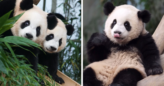 Adorable Panda Twins Are Melting Hearts Online And People Can’t Get Enough