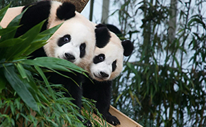 Adorable Panda Twins Are Melting Hearts Online And People Can’t Get Enough