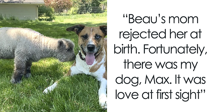 People Online Can’t Get Enough Of This Lamb Who Was Rejected By Her Mom And Was Raised By Dog