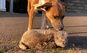 People Online Can’t Get Enough Of This Lamb Who Was Rejected By Her Mom And Was Raised By Dog