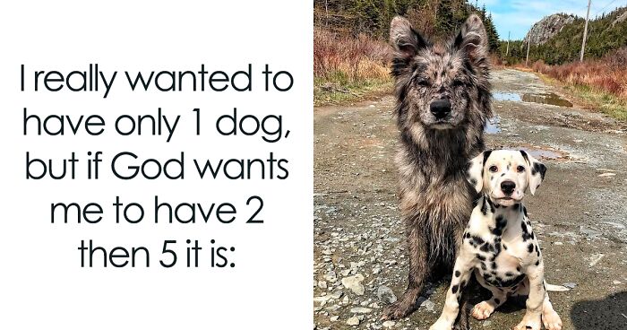 50 Memes That Dog Owners May Find Funny And Relatable