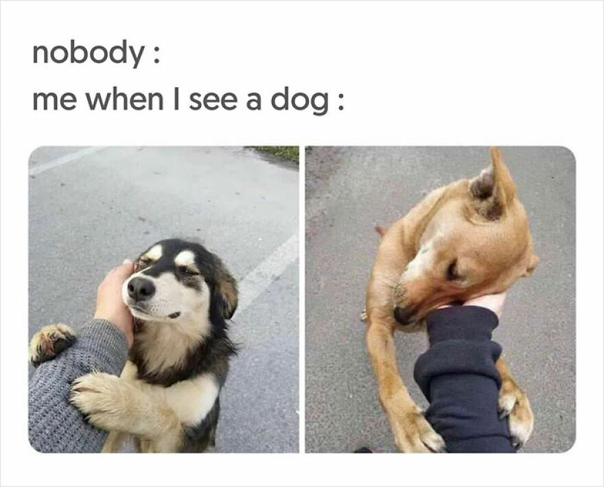 Dog-Memes-Funny-Cute