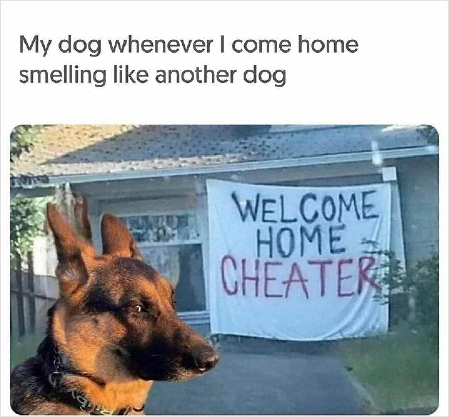 Dog-Memes-Funny-Cute