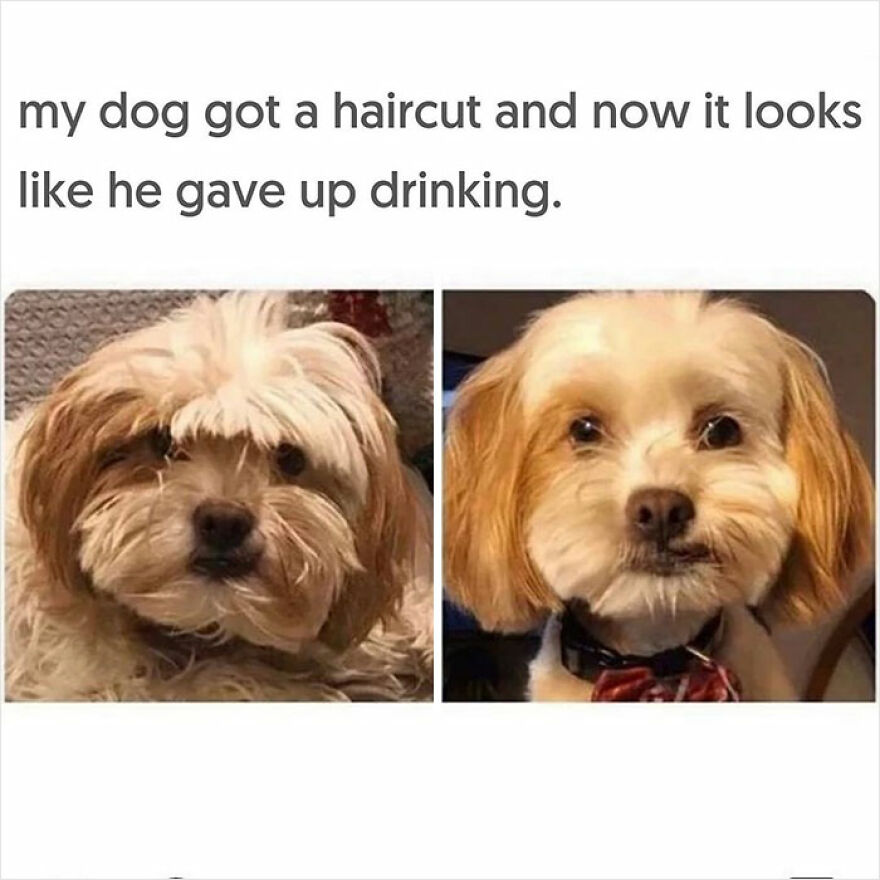 Dog-Memes-Funny-Cute