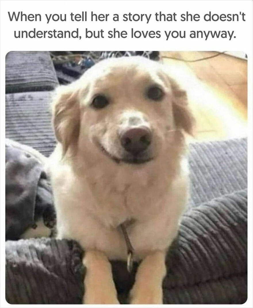 Dog-Memes-Funny-Cute