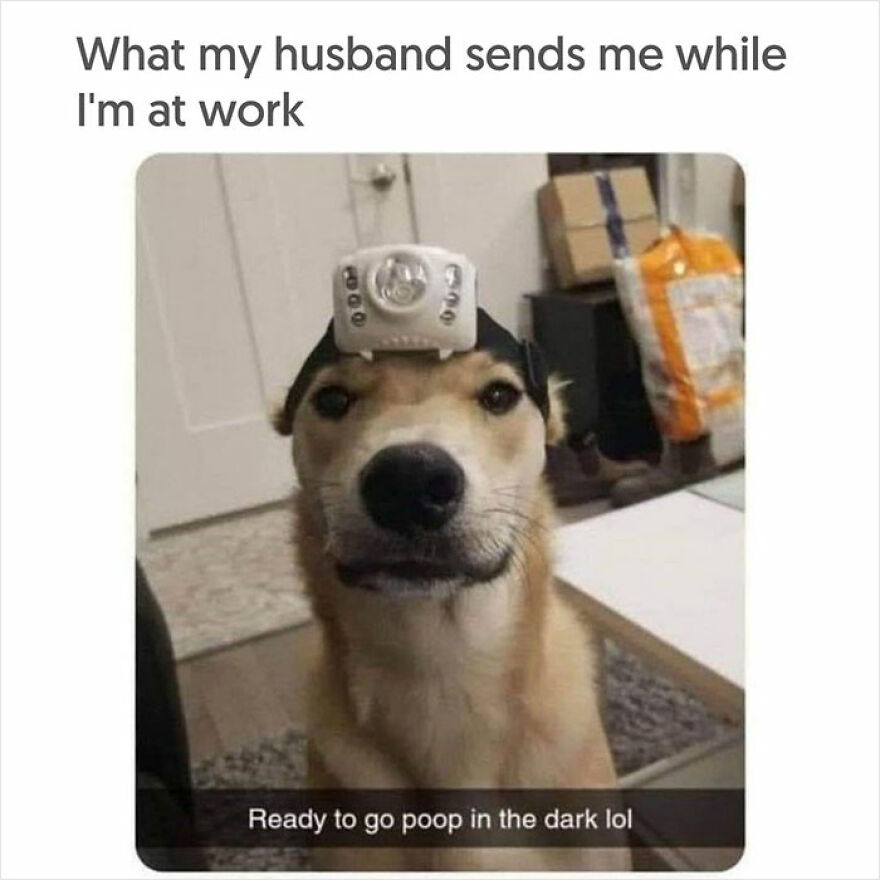 Dog-Memes-Funny-Cute