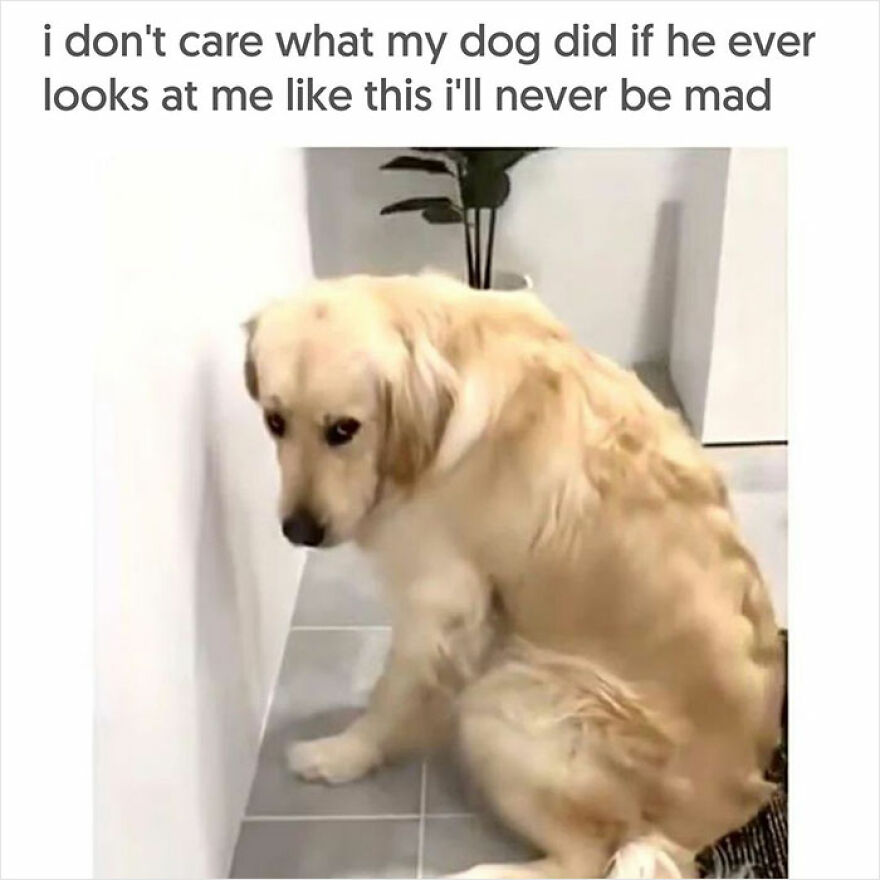 Dog-Memes-Funny-Cute