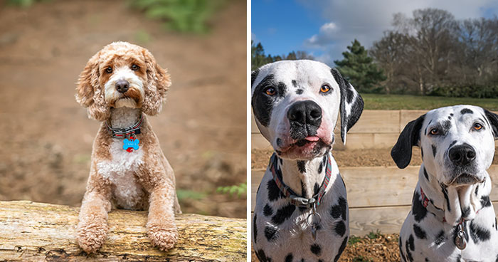 I Turned 60 And Decided To Release A Photo Book Celebrating The Lives of Dogs (30 Pics)