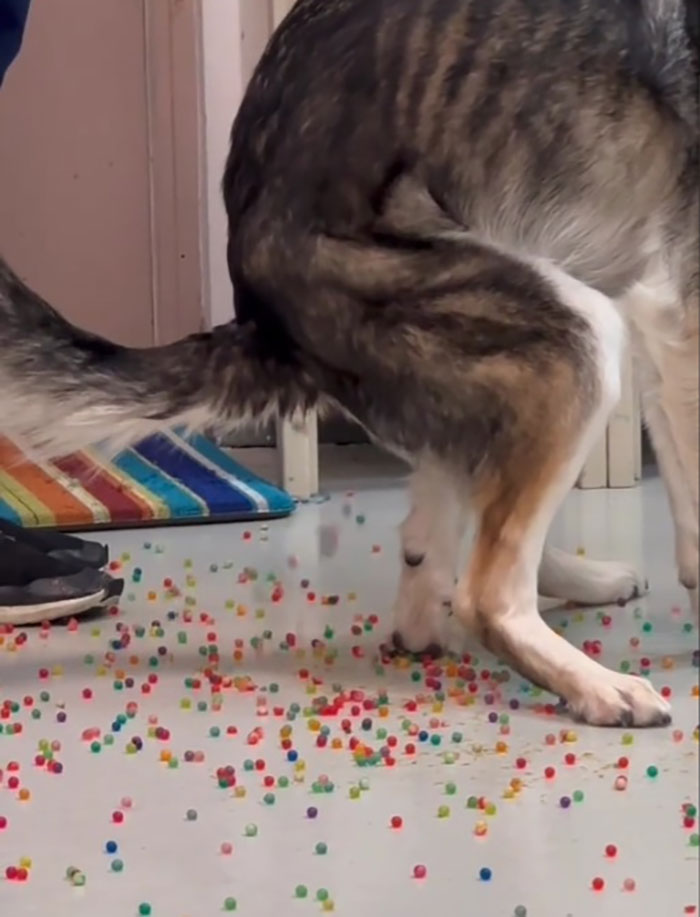 Dog Poops Out Rainbow Orbeez After He Apparently Mistook Them For A Good Snack