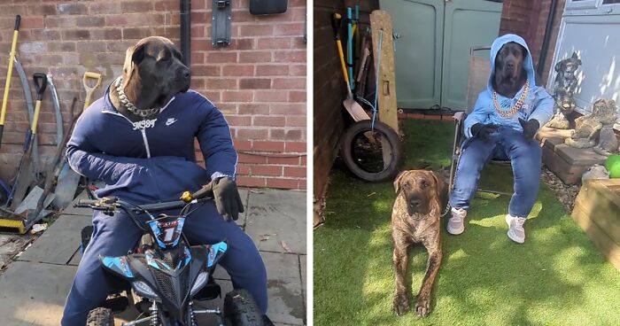 Hilarious Videos Of Mist The Cane Corso Dressed As Human Go Viral, Earn Her Over 1K A Month