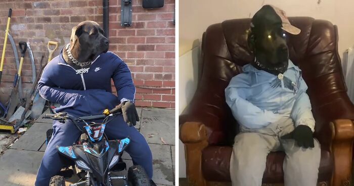 Hilarious Videos Of Mist The Cane Corso Dressed As Human Go Viral, Earn Her Over 1K A Month