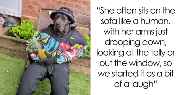 Dog Dressed In Clothes Poses Like A Regular Human, Cracks Up Netizens And Goes Viral Online