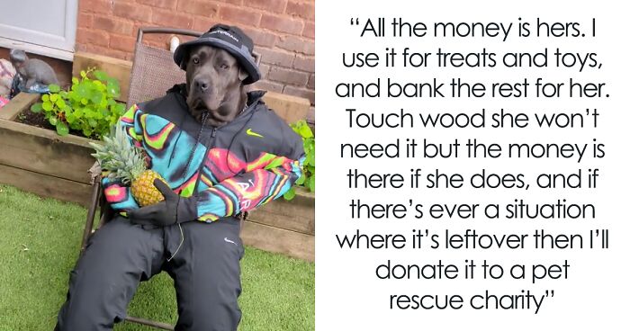 Hilarious Videos Of Mist The Cane Corso Dressed As Human Go Viral, Earn Her Over 1K A Month