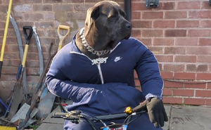 Hilarious Videos Of Mist The Cane Corso Dressed As Human Go Viral, Earn Her Over 1K A Month