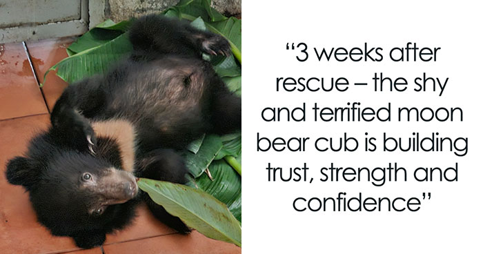 We Rescued A Sun Bear And A Moon Bear Cub In One Day