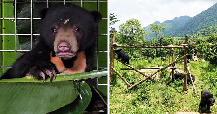 We Rescued A Sun Bear And A Moon Bear Cub In One Day