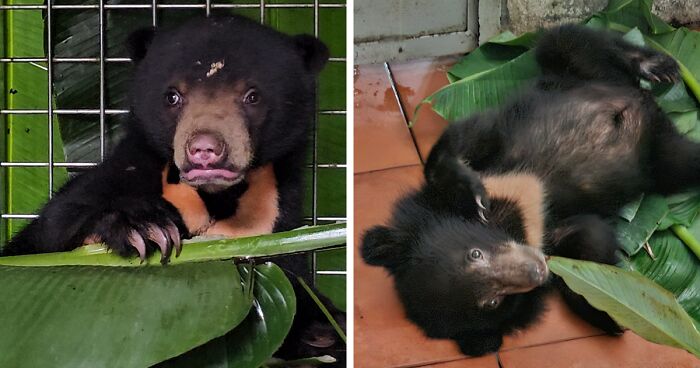 We Rescued A Sun Bear And A Moon Bear Cub In One Day