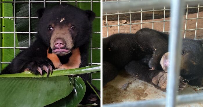 We Recently Rescued Our 31st And 32nd Bears Of The Year