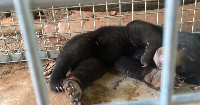 Meet Our Newest Rescues: Two Bear Cubs Rescued In A Single Day