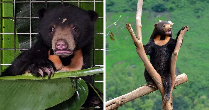 We Rescued Two Tiny Bear Cubs In One Day