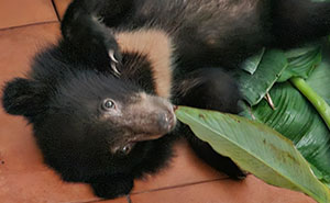 Against All Odds: How Our Team Saved Two Bear Cubs On A Mission Across Laos