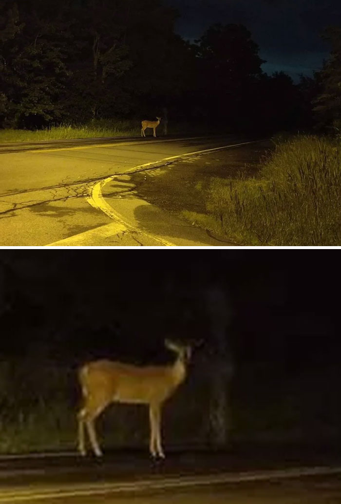 A Ghost Petting A Deer On The Side Of A Road / Original Photos + Filters