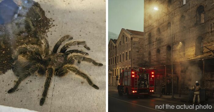 Spider Living Her 3rd Decade Ends Up In A House Fire, Gets Heroically Saved By The Firefighters