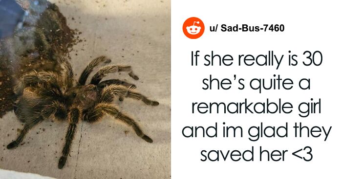 Spider Living Her 3rd Decade Ends Up In A House Fire, Gets Heroically Saved By The Firefighters