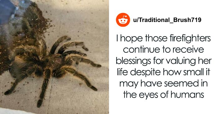 People Online Are Joyous Over This 30-Year-Old Spider ‘Twinkie’ Who Was Saved From A House Fire