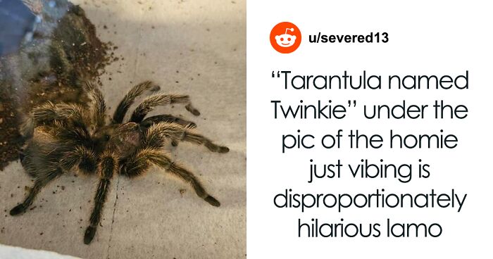 Firefighters Rescue 30-Year-Old Tarantula ‘Twinkie’ From Fire, And Netizens Are Very Happy About It