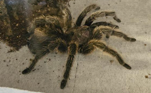 Spider Living Her 3rd Decade Ends Up In A House Fire, Gets Heroically Saved By The Firefighters