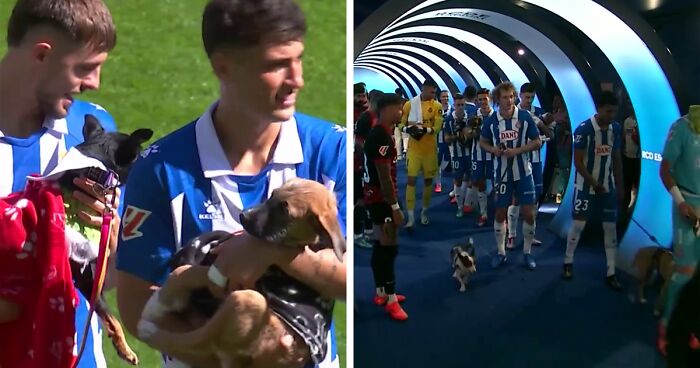 Abandoned Dogs Find Home After Football Team’s Awareness-Raising Action Before The Match