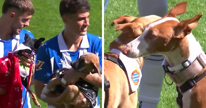 Abandoned Dogs Find Home After Football Team’s Awareness-Raising Action Before The Match