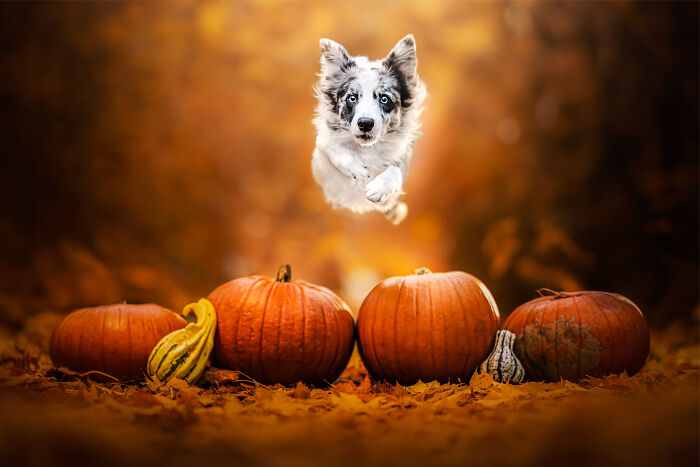 Jumping Into Howl-O-Ween!