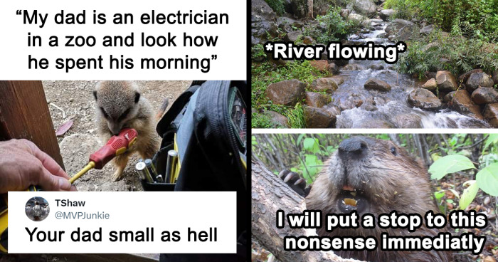 60 Hilarious Situations With Animals Who Were Too Cute Not To Meme