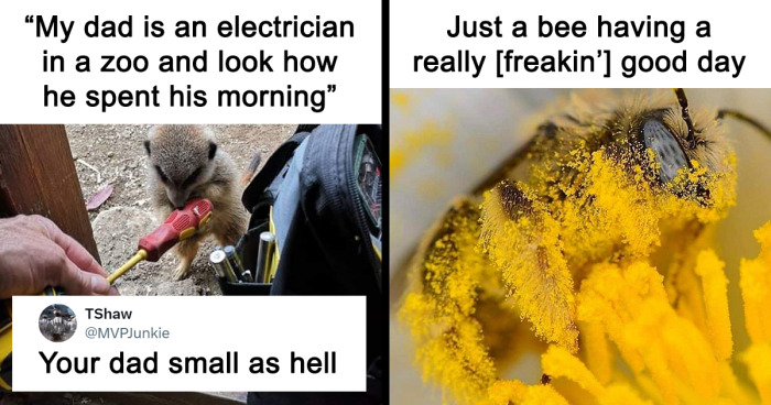 60 Moments Animals Became Meme Material Without Even Trying