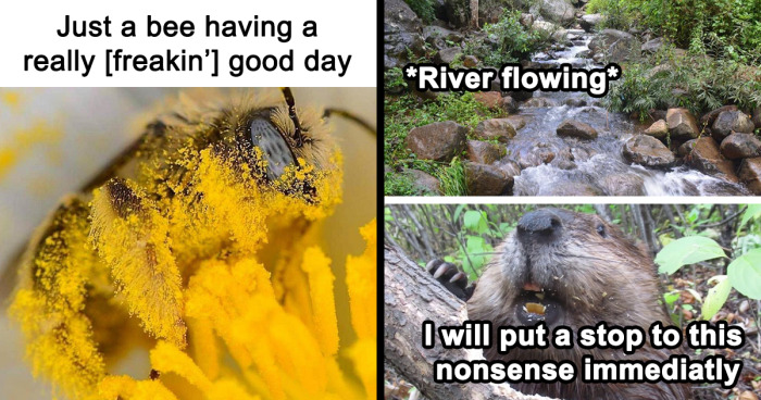 60 Funny Animal Antics That Were Meme-Worthy Gold