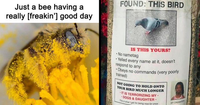 60 Adorable And Funny Situations With Animals That Were Too Good Not To Meme